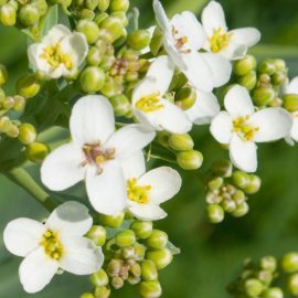 Mustard seed phytosterol esters