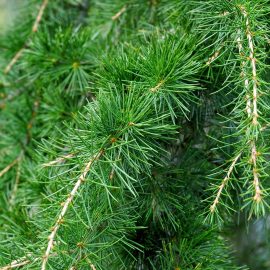Cedarwood essential oil