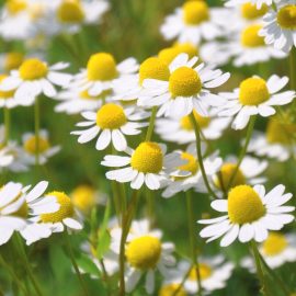 Chamomile Extract