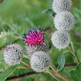 Greater burdock