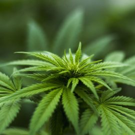 Hemp oil