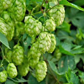 Hops extract
