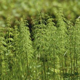 Horsetail extract