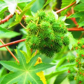 Castor oil