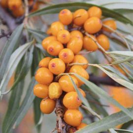 Seabuckthorn oil
