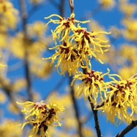 Witch hazel extract